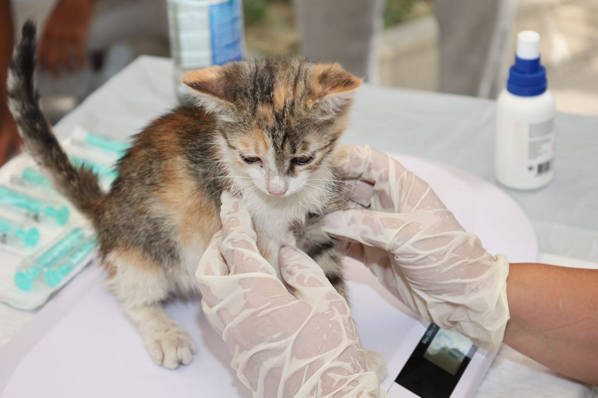 A veterinarian examining a kitten during a checkup