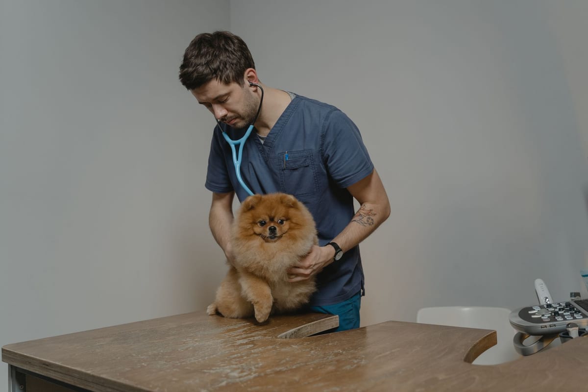 A dog waiting on the examination table at the clinic