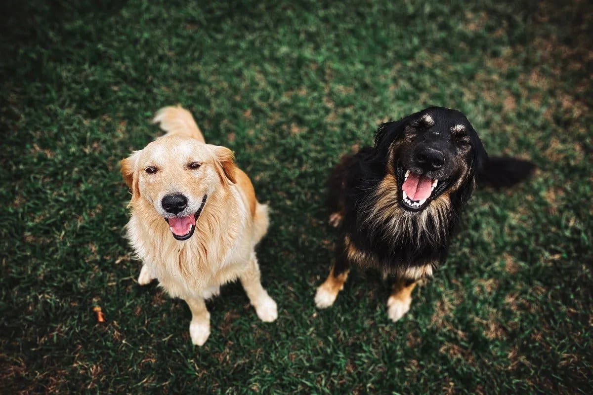 Two dogs sitting together on the grass