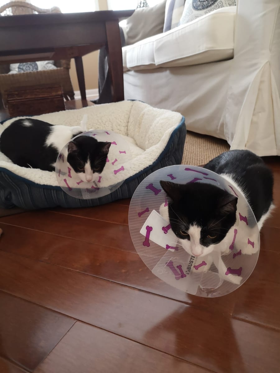 Two patients resting in recovery cones after surgery