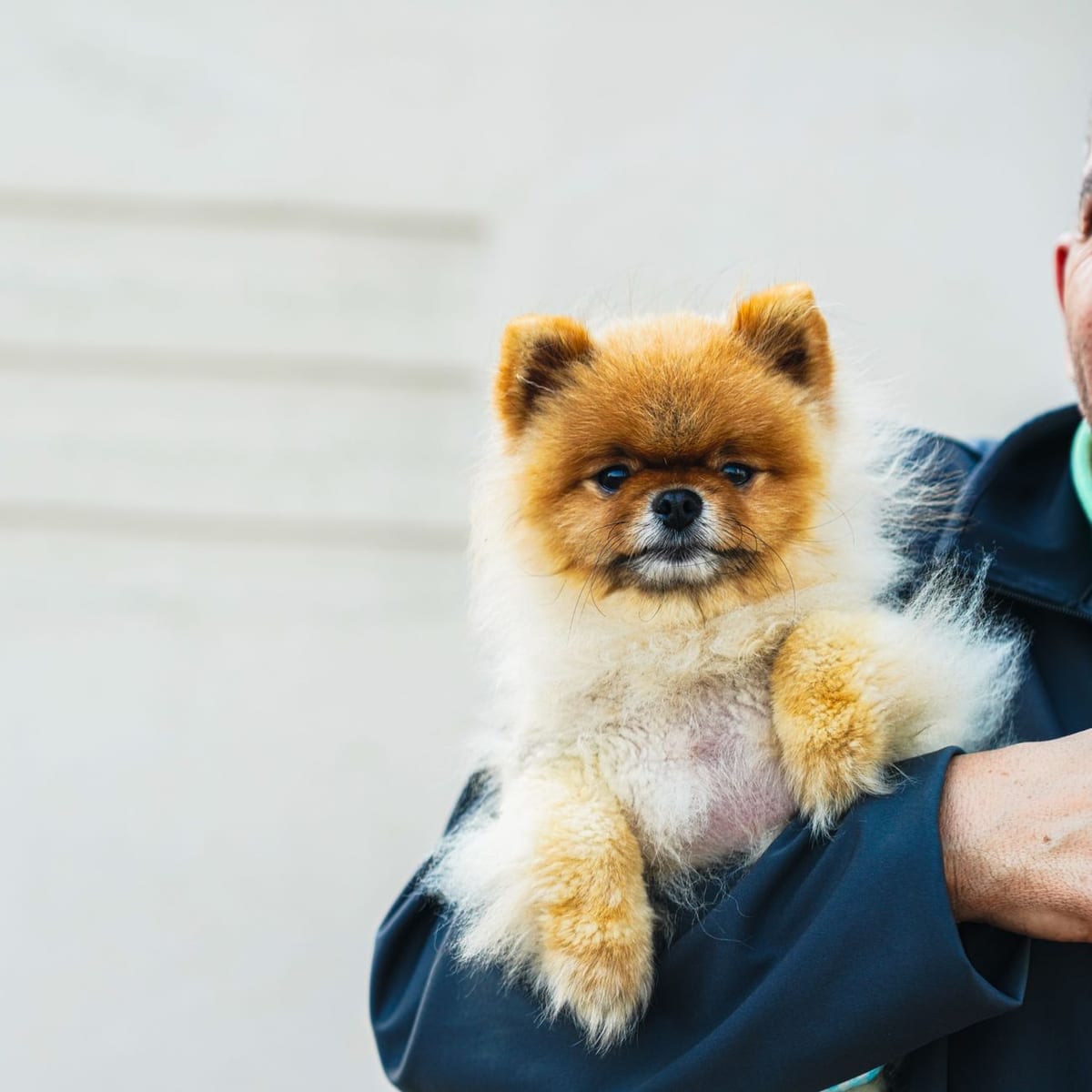 A small dog held safely in someone's arms