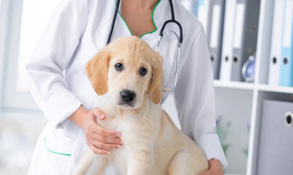 A veterinarian in a white coat holding a young retriever puppy