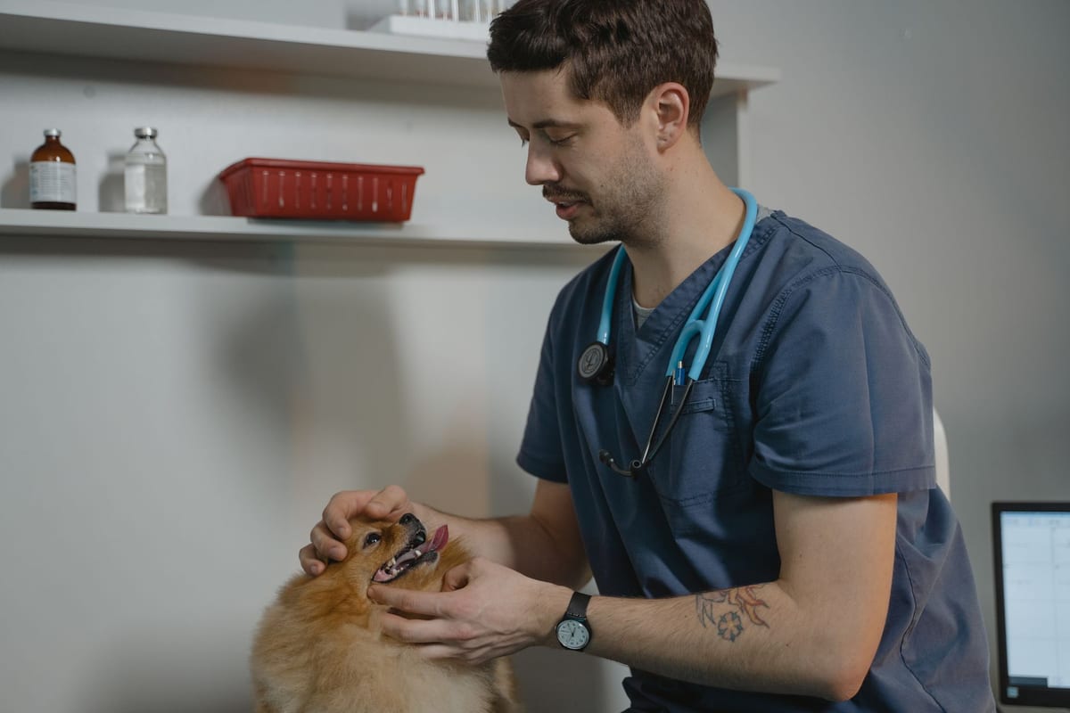A veterinarian checking a small dog's teeth in the exam room