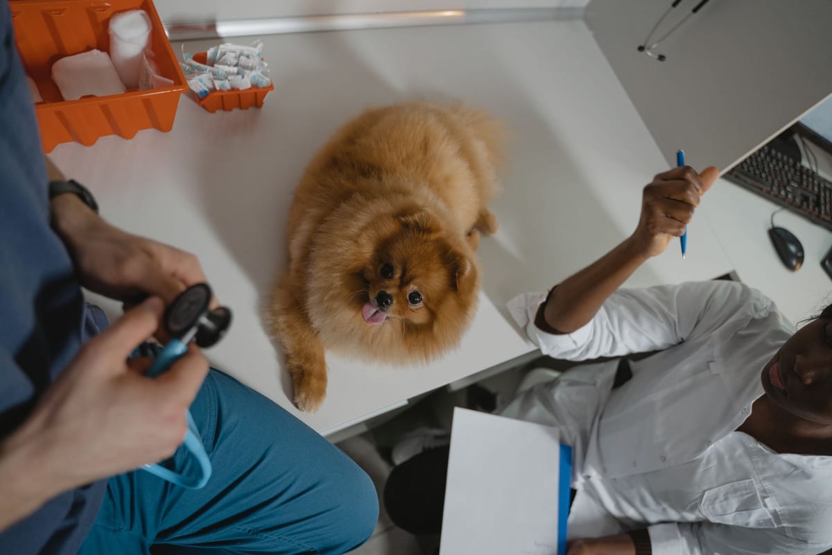 A small dog on the diagnostic table with the clinic team alongside