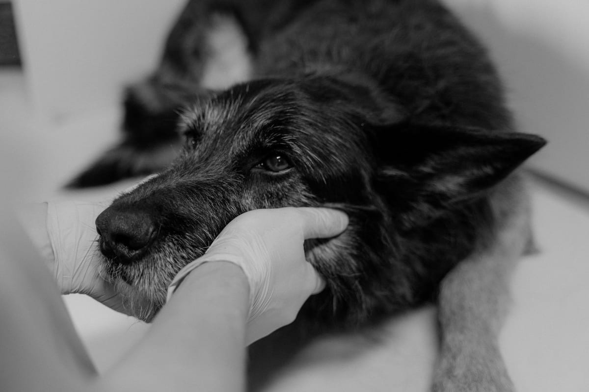A German Shepherd resting on the table while a gloved hand steadies its head