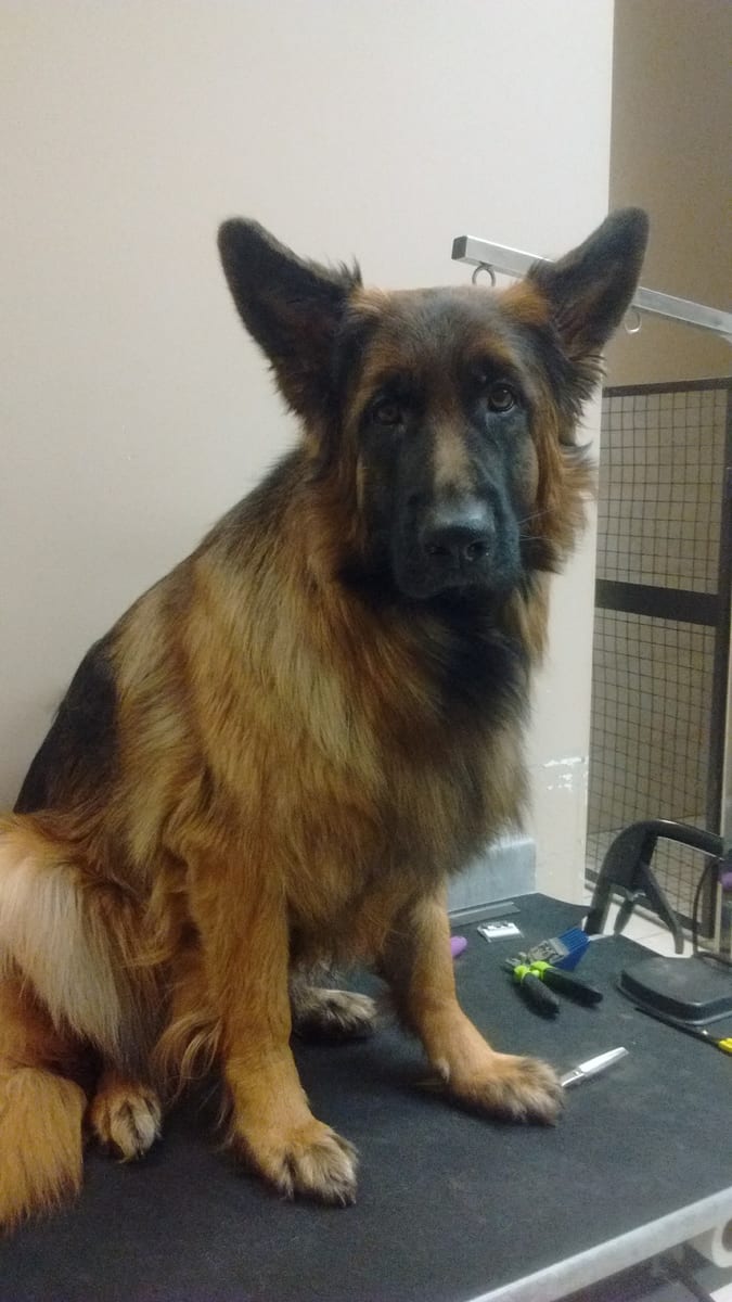 A dog waiting on the table in the hospital's back room beside the kennels