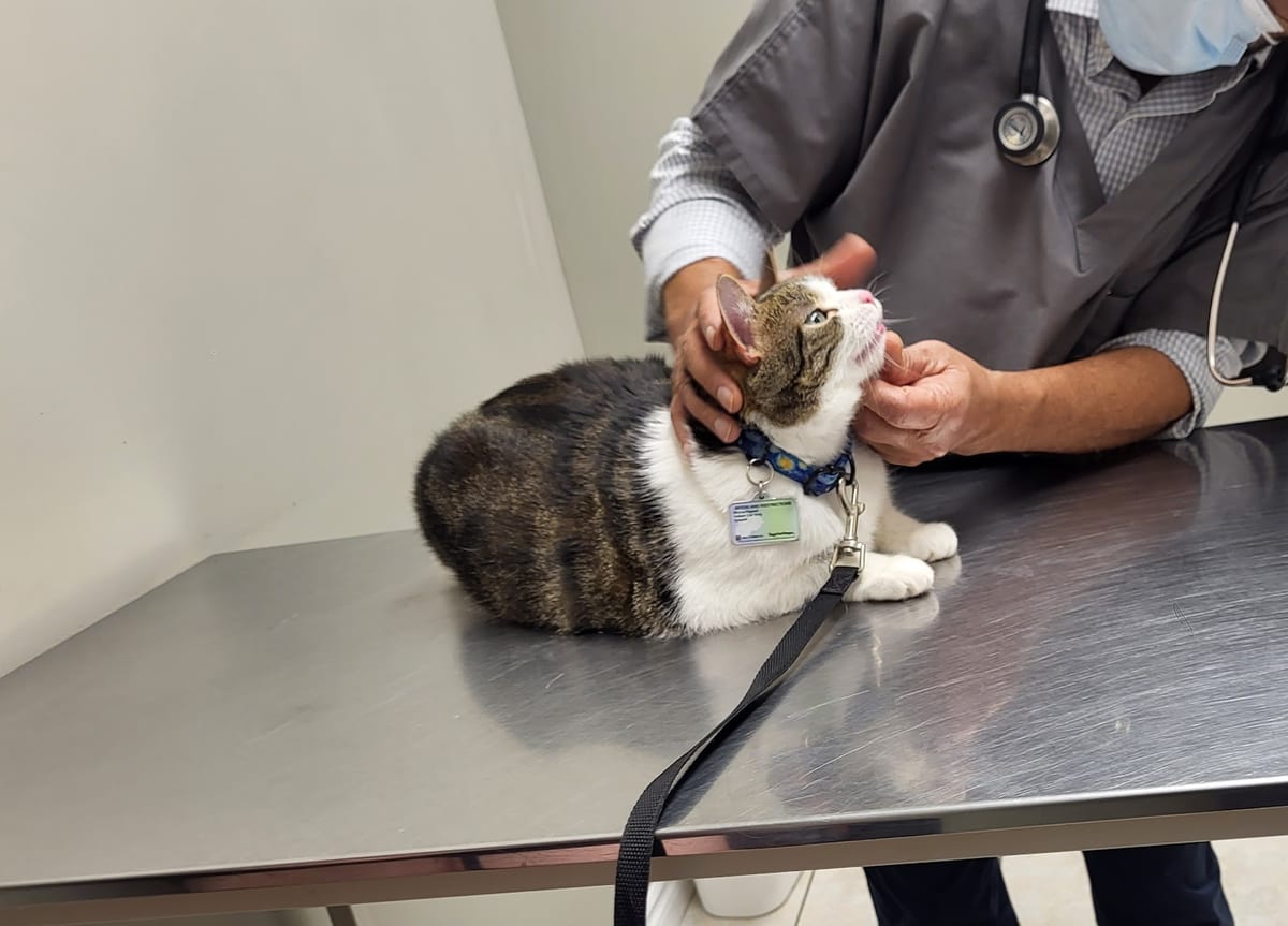 A veterinarian examining a cat on the exam table at the hospital