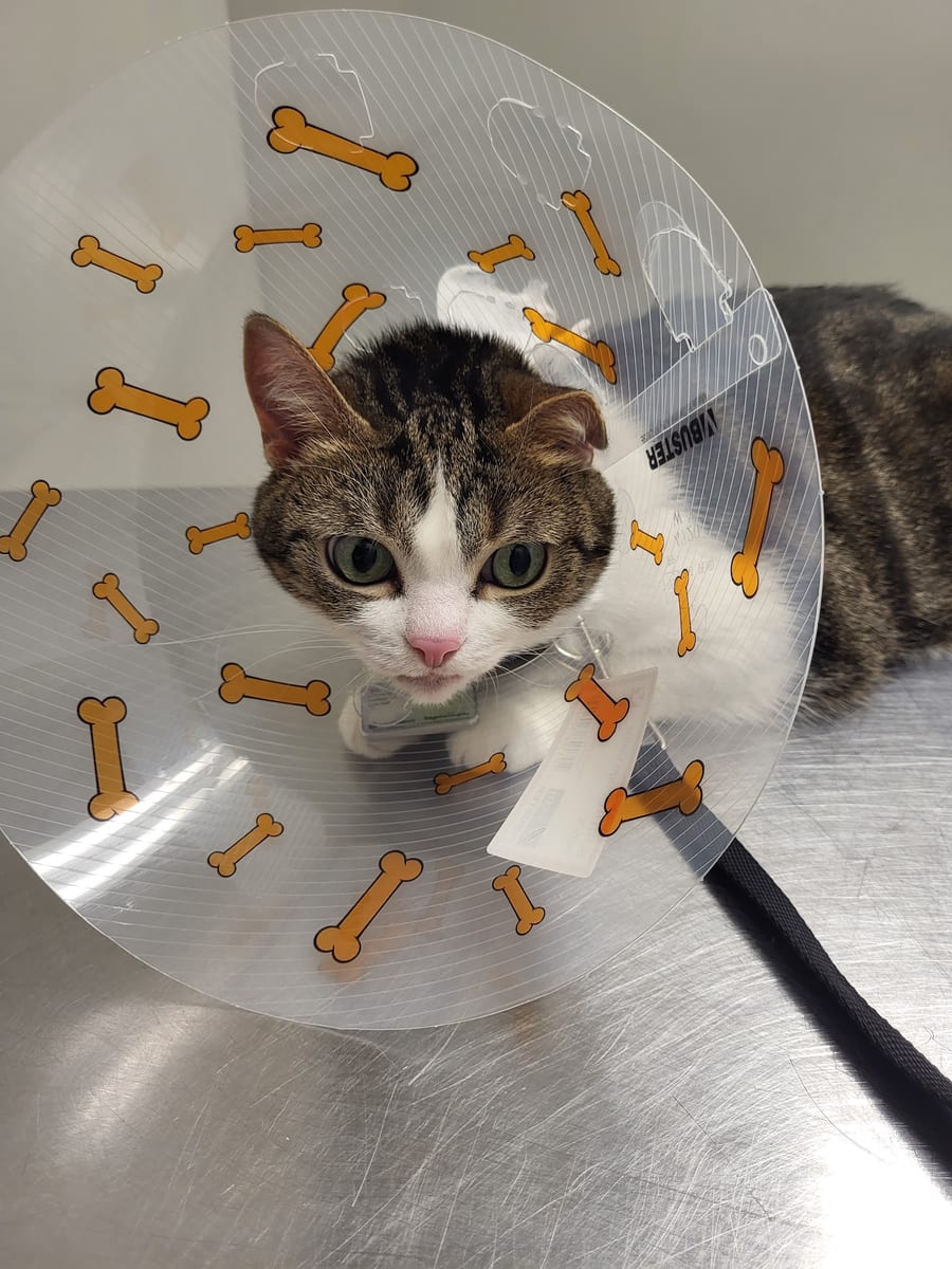 A patient in a recovery cone resting on the treatment table at the hospital